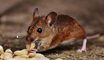 24 Hour & Emergency Exterminators in Huntington Beach, CA